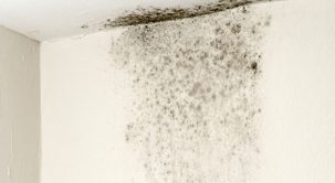 4 cách xử lý nấm mốc trên tường nhà